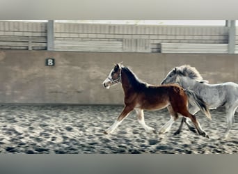 Welsh-C, Hengst, 1 Jahr, 135 cm, Brauner