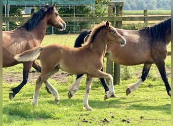 Welsh-C, Hengst, 1 Jahr, 135 cm, Brauner