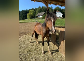 Welsh-C, Hengst, 1 Jahr, 138 cm, Dunkelbrauner