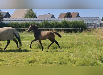 Welsh-C, Hengst, 1 Jahr, 140 cm, Brauner