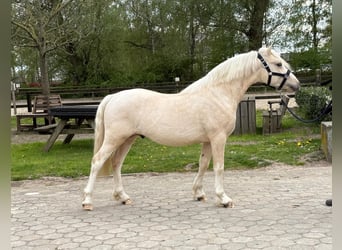 Welsh-C, Hengst, 2 Jaar, 127 cm, Palomino