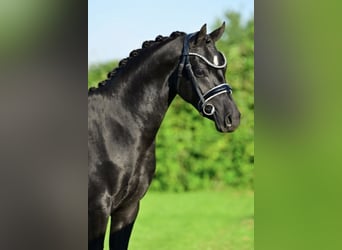 Welsh-C, Hengst, 2 Jaar, 137 cm, Zwart