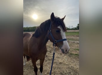Welsh-C, Hengst, 2 Jahre, 135 cm, Rotbrauner