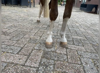 Welsh-C, Hengst, 3 Jaar, 112 cm, Vos