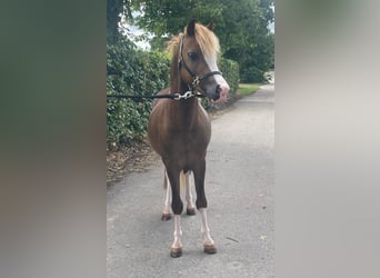 Welsh-C, Hengst, 3 Jaar, 112 cm, Vos
