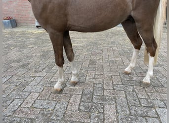 Welsh-C, Hengst, 3 Jaar, 112 cm, Vos