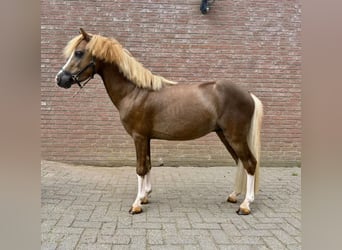 Welsh-C, Hengst, 3 Jaar, 112 cm, Vos