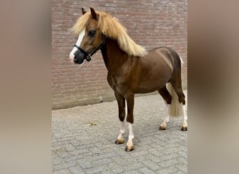 Welsh-C, Hengst, 3 Jaar, 112 cm, Vos