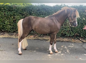 Welsh-C, Hengst, 3 Jaar, 112 cm, Vos