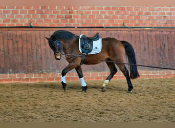 Welsh-C Mix, Hengst, 3 Jaar