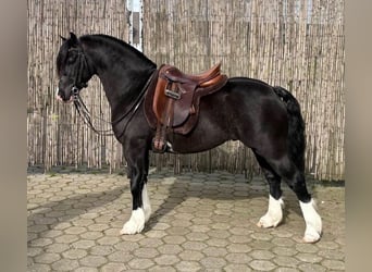 Welsh-C, Hengst, 4 Jaar, 130 cm, Zwart