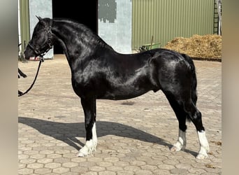 Welsh-C, Hengst, 4 Jahre, 130 cm, Rappe