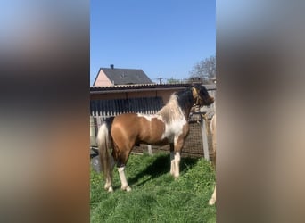 Welsh-C Mix, Hengst, 6 Jaar, 146 cm, Gevlekt-paard