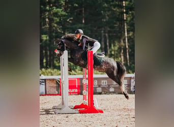 Welsh-C Mix, Hengst, 7 Jaar, 138 cm, Appelschimmel