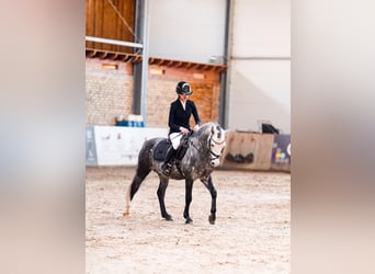 Welsh-C Mix, Hengst, 7 Jaar, 138 cm, Appelschimmel