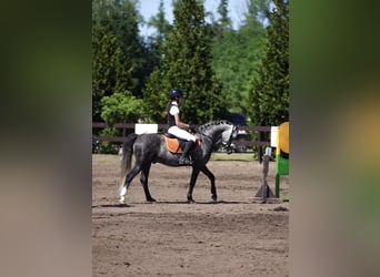 Welsh-C Mix, Hengst, 7 Jaar, 138 cm, Appelschimmel
