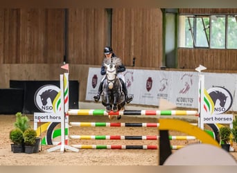 Welsh-C Mix, Hengst, 7 Jahre, 138 cm, Apfelschimmel