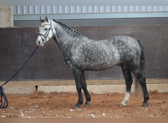 Welsh-C Mix, Hengst, 7 Jahre, 138 cm, Apfelschimmel