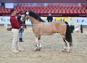 Welsh-C, Hengst, 8 Jaar, 132 cm, Buckskin