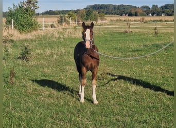 Welsh-C, Hengst, Fohlen (05/2026), 136 cm, Dunkelfuchs