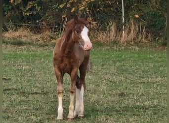 Welsh-C, Hengst, Fohlen (05/2026), 140 cm, Fuchs