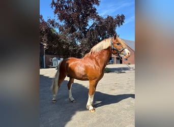 Welsh-C, Hengst, 2 Jahre, 130 cm, Fuchs