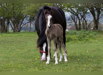 Welsh-C, Hengst, 8 Jahre, 135 cm, Rappe