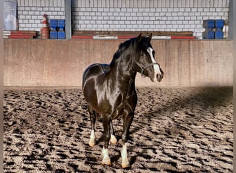 Welsh-C, Hengst, 8 Jahre, 135 cm, Rappe