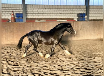 Welsh-C, Hengst, 8 Jahre, 135 cm, Rappe