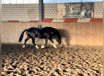 Welsh-C, Hengst, 8 Jahre, 135 cm, Rappe