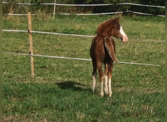 Welsh-C, Hengst, Veulen (05/2026), 140 cm, Vos