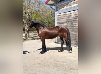 Welsh-C, Hongre, 10 Ans, 148 cm, Bai brun