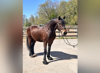 Welsh-C, Hongre, 10 Ans, 148 cm, Bai brun