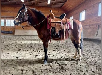 Welsh-C, Hongre, 11 Ans, 117 cm, Bai cerise