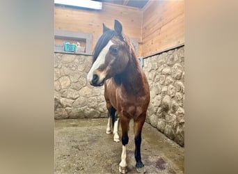 Welsh-C, Hongre, 11 Ans, 117 cm, Bai cerise