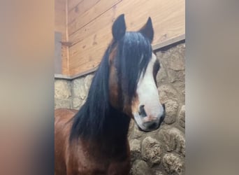 Welsh-C, Hongre, 11 Ans, 117 cm, Bai cerise