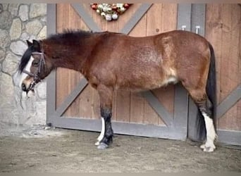 Welsh-C, Hongre, 11 Ans, 117 cm, Bai cerise