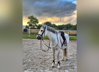 Welsh-C, Hongre, 11 Ans, 124 cm, Gris