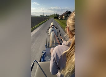 Welsh-C, Hongre, 11 Ans, 135 cm, Gris pommelé