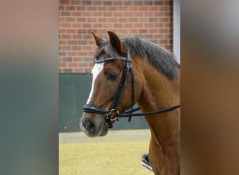 Welsh-C, Hongre, 12 Ans, Alezan brûlé