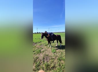 Welsh-C, Hongre, 13 Ans, Alezan brûlé