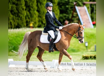 Welsh-C, Hongre, 14 Ans, 134 cm, Alezan