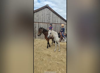 Welsh-C, Hongre, 21 Ans, 145 cm, Bai