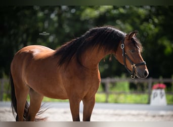 Welsh-C, Hongre, 2 Ans, 129 cm, Bai