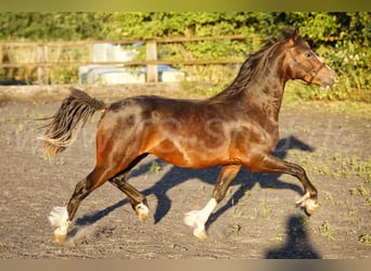 Welsh-C, Hongre, 2 Ans, 140 cm, Bai