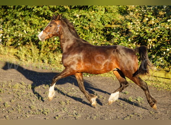 Welsh-C, Hongre, 2 Ans, 140 cm, Bai