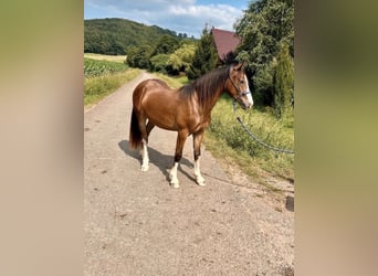 Welsh-C, Hongre, 3 Ans, 138 cm, Bai