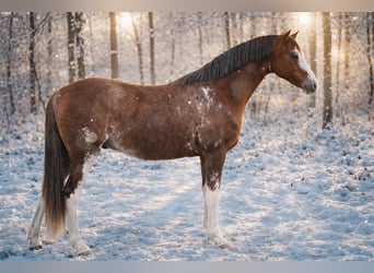 Welsh-C, Hongre, 4 Ans, 135 cm, Bai brun