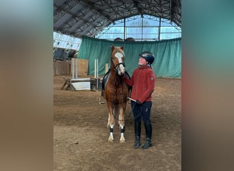 Welsh-C, Hongre, 4 Ans, 140 cm, Alezan