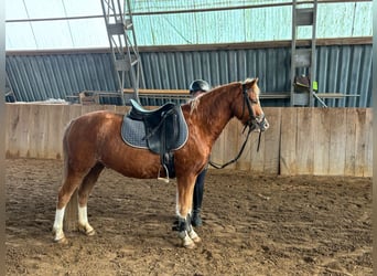 Welsh-C, Hongre, 4 Ans, 140 cm, Alezan